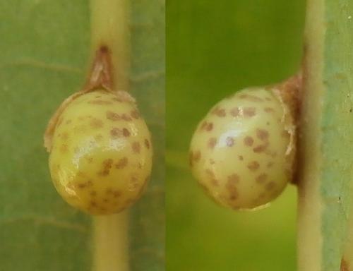 Neuroterus anthracinus